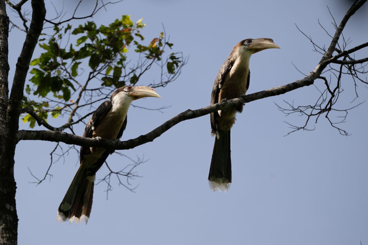 Langurs of Da Nang blue sky