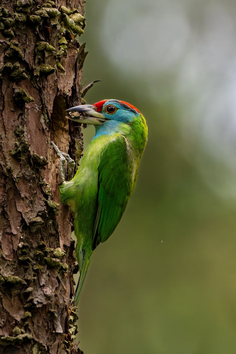A Birding Trip to Malaysia
