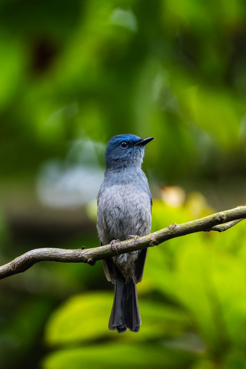 Shorebirds of Da Nang